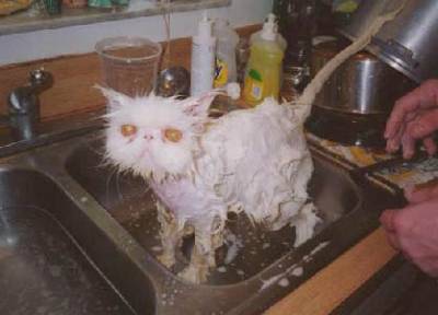 UNE CHAT